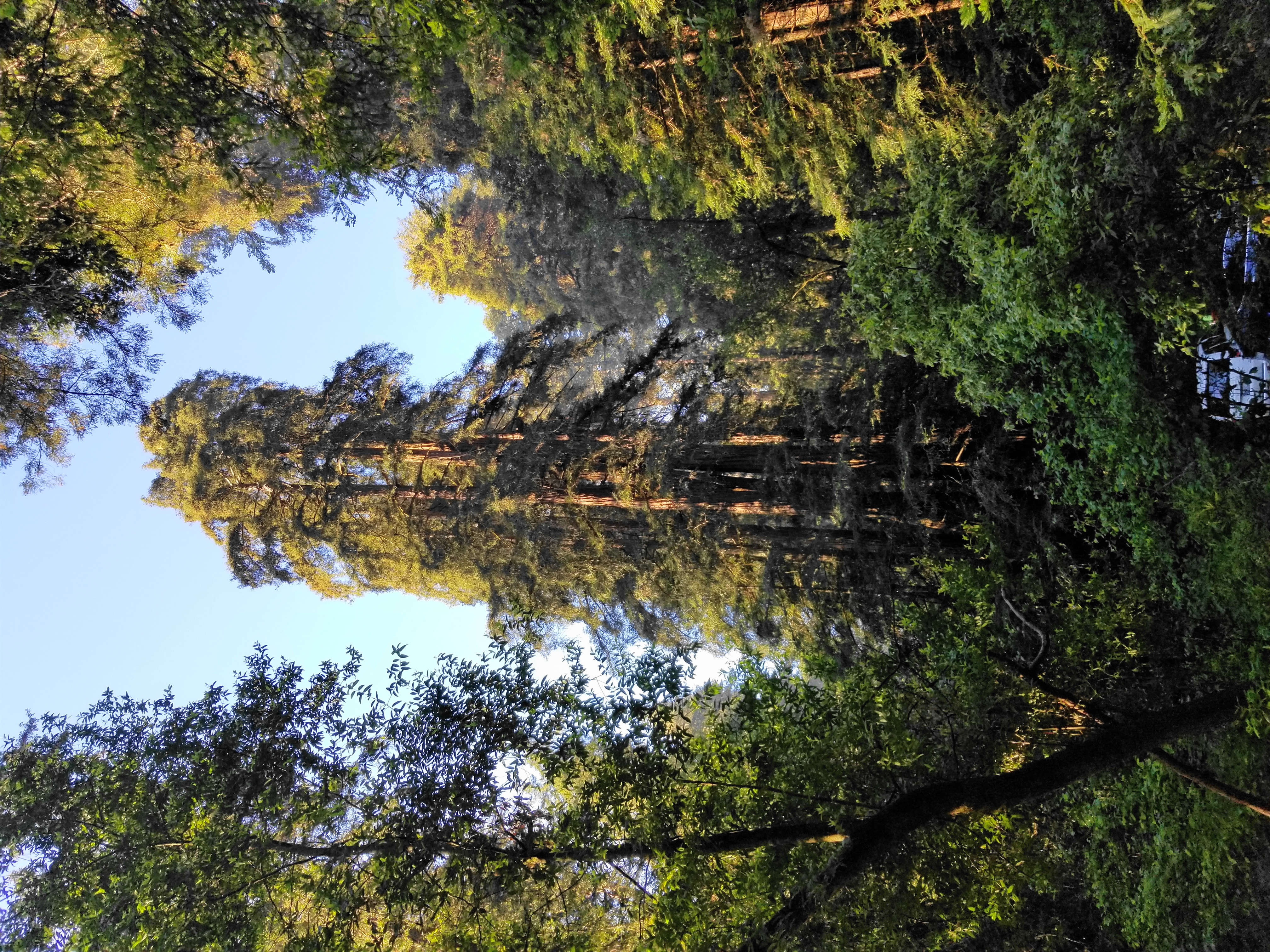 Trail to Wildcat Peak