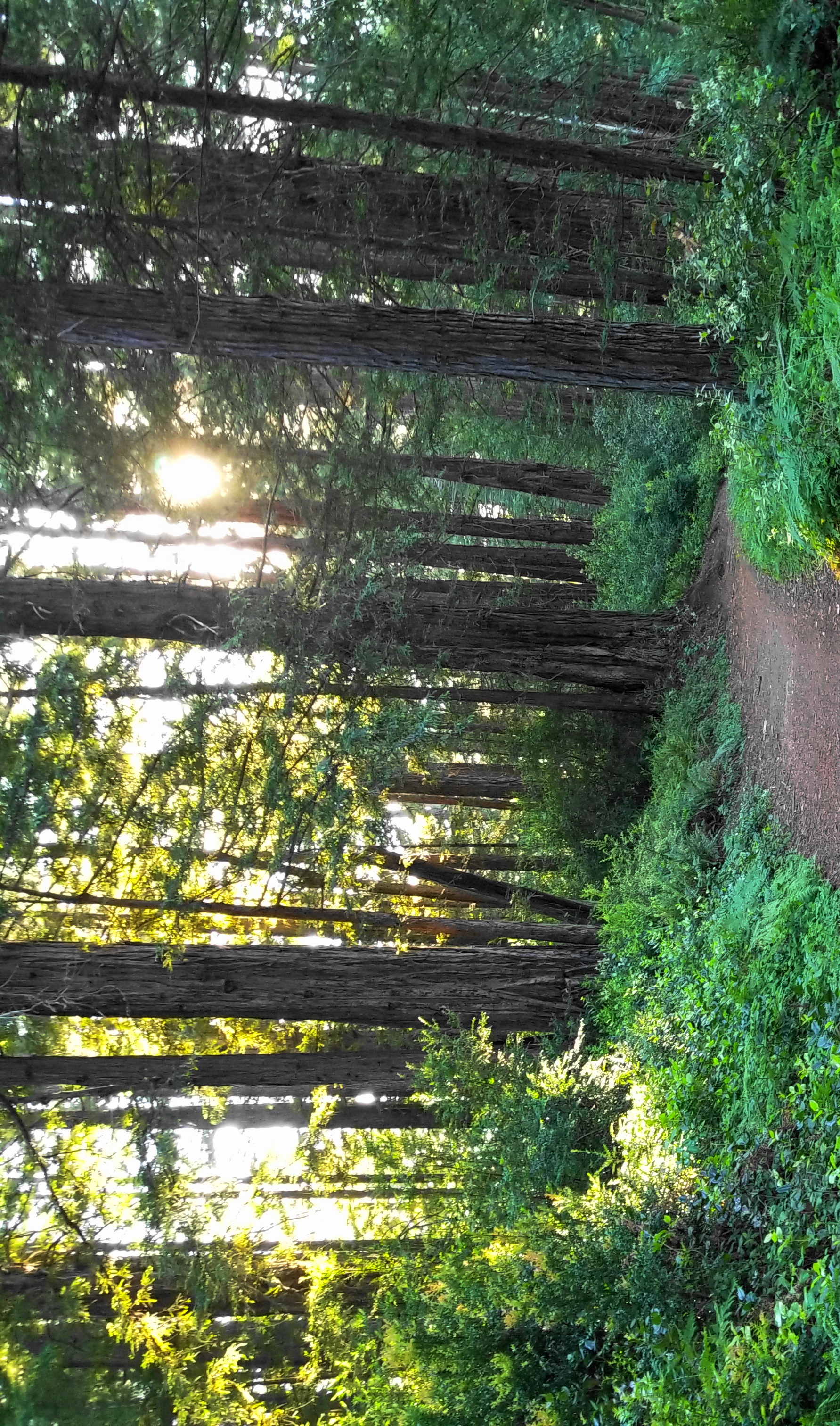 Trail to Wildcat Peak