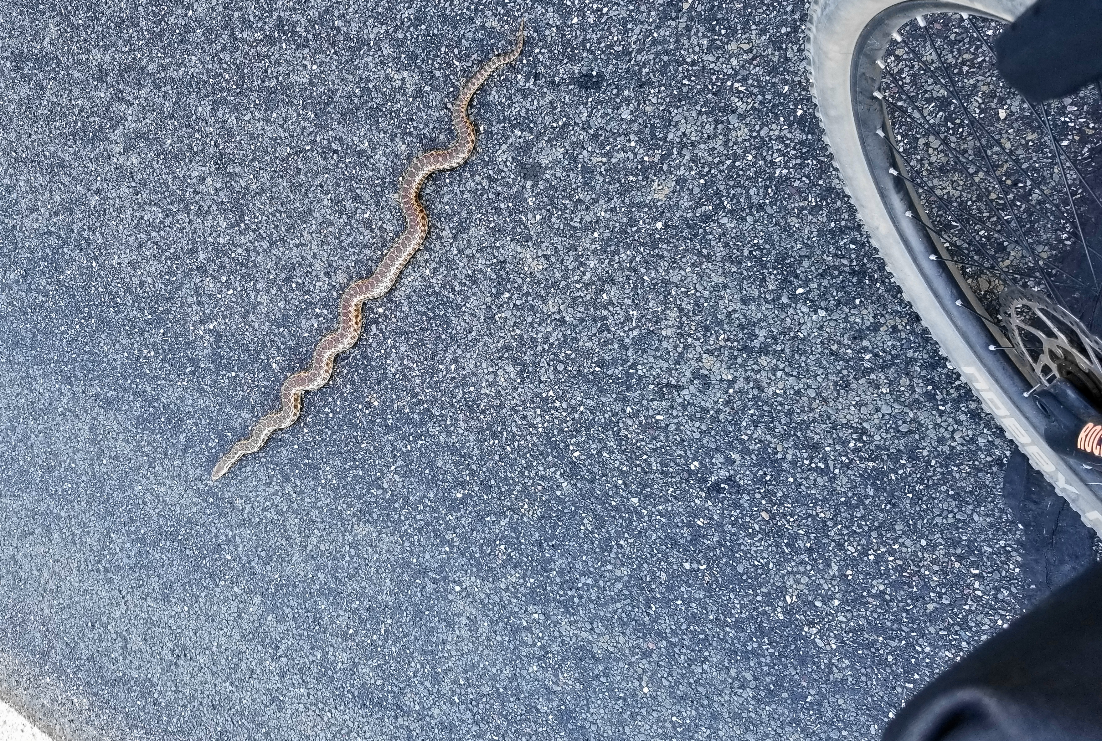 Trail to Wildcat Peak