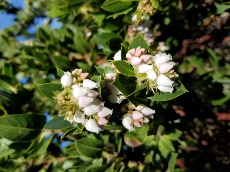 Wildcat Peak in the fog