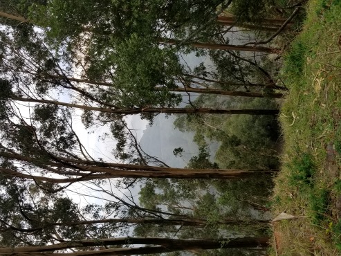 The view from Grizzly Peak